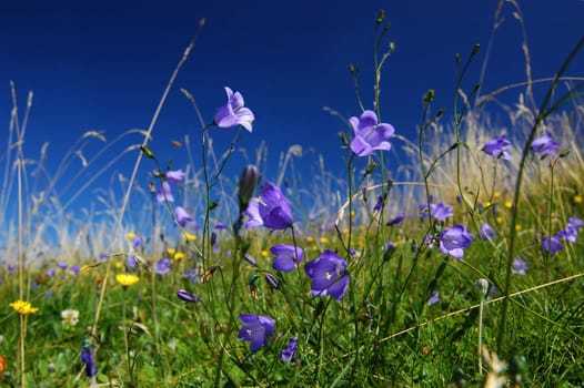 Flower Meadow 1