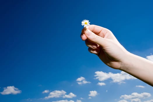 Daisies in front of sky