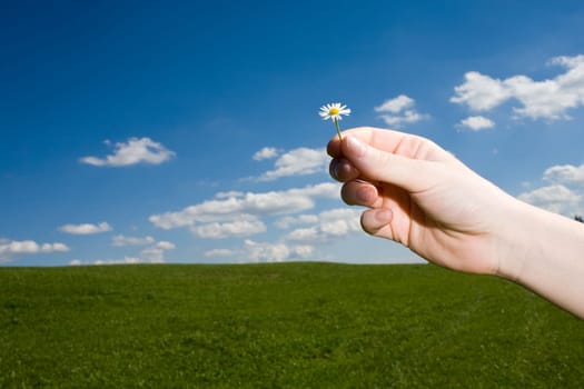 Daisies in hand