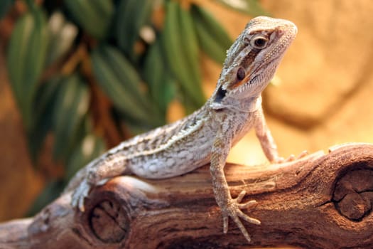 Bearded dragon
