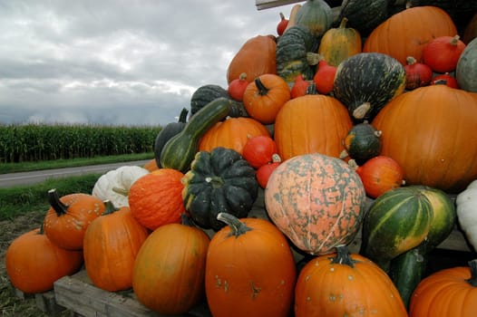 Pumpkin 6