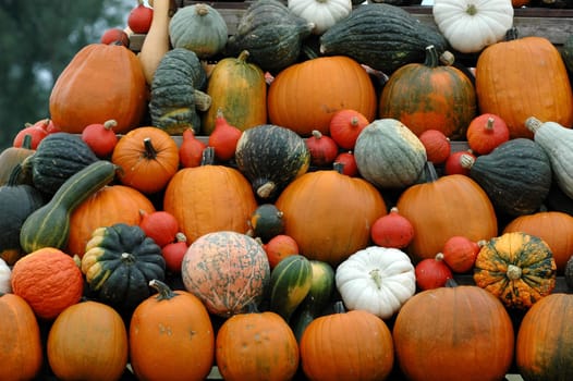 Pumpkin 4