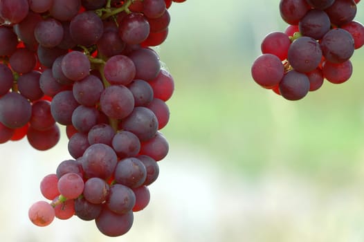 Grapes 14