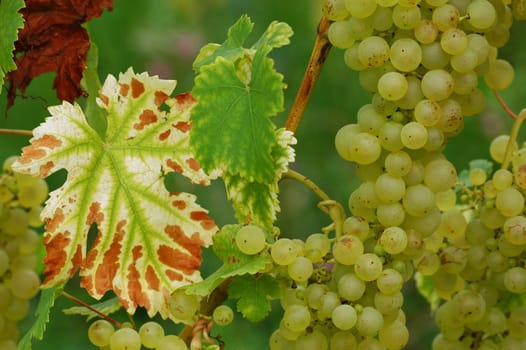 Grapes 13