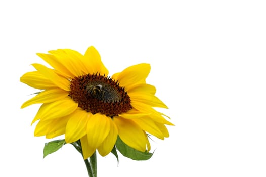 Sunflower 1