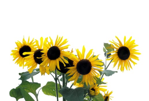 Sunflower 2