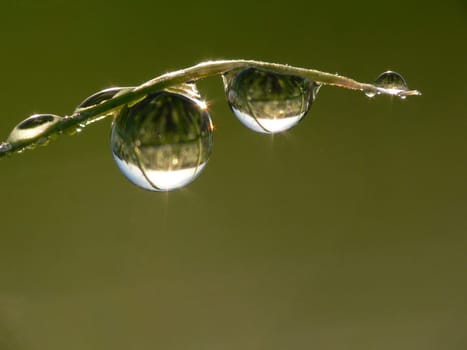 so,my first macro with a compact Lumix Z20 and the Raynox macro lens,with tripod