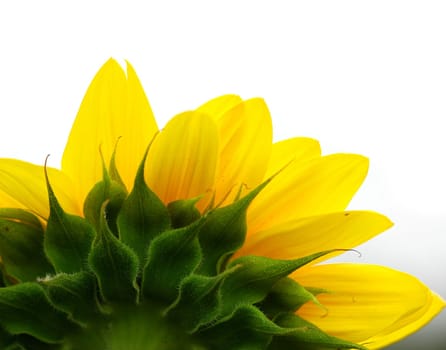 Sunflower 4
