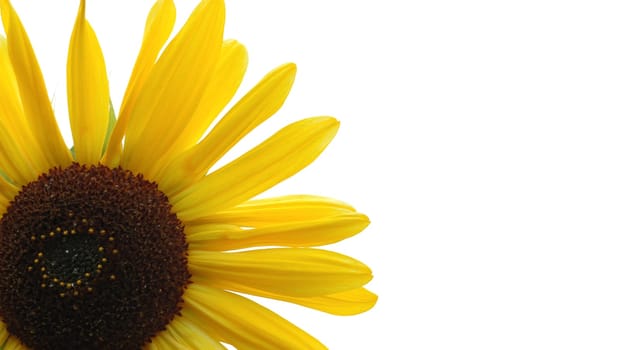 Sunflower 3