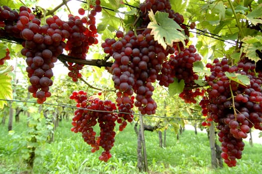 Grapes 11