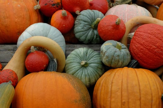 Pumpkin 5