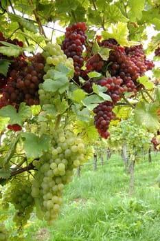 Grapes 12