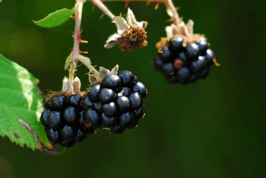 black blackberries