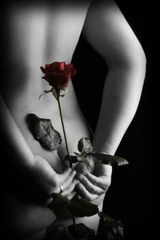 a rose as a gift