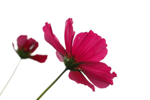 Cosmea