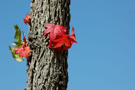 Autumn Tree 3