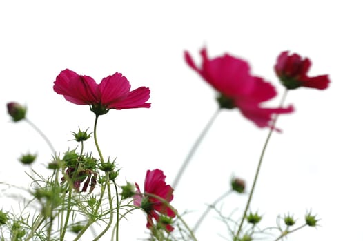 Cosmea 2