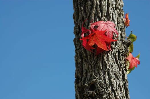 Autumn Tree 4