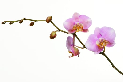 Delicate Violet