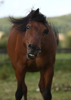 Photo shoot....... :-) He's a real break clown,my little Spaniard Picture section changed again
