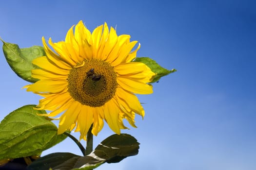 Bees on sunflower