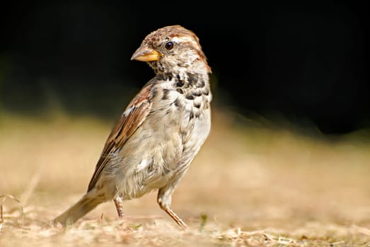 Sparrow II
