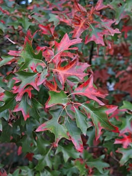 RedGreen