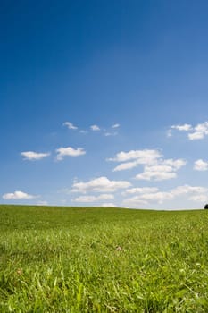 Summer Landscape