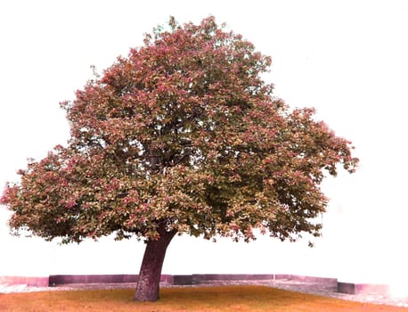 Autumn Tree