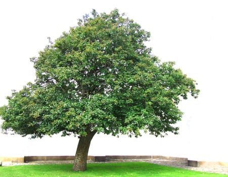 My Friend the Tree