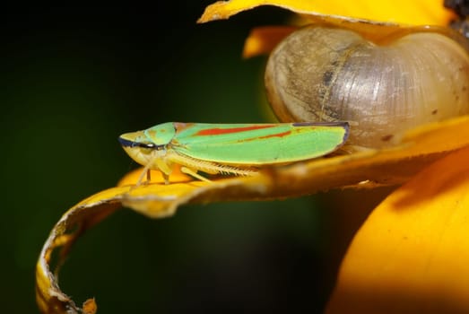 Small rhododendron leafhopper. Anyone who knows them knows how tiny they are. 100mm Macro Freehand