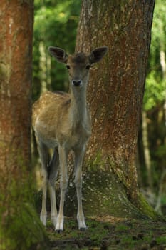 in the forest there are the...