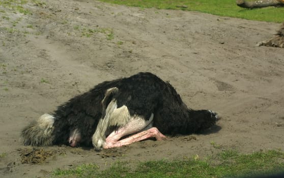 Head in the sand