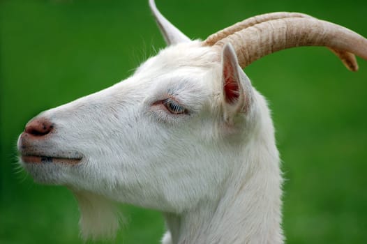 Billy goat