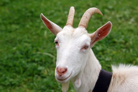 Goat