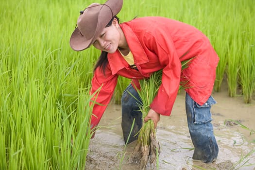Work at the rice field,Laos