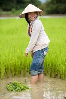 Work at the rice field,Laos