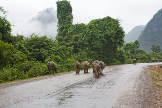 Highway in Laos