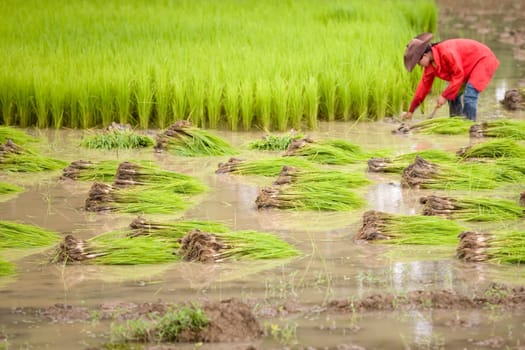 Work at the rice field,Laos