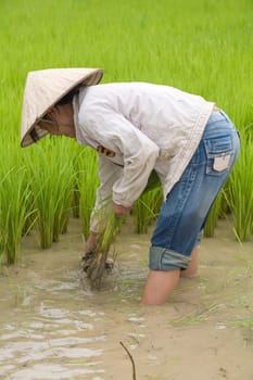Work at the rice field,Laos