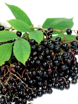 Elder