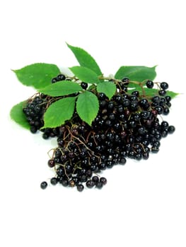 Lilac berries
