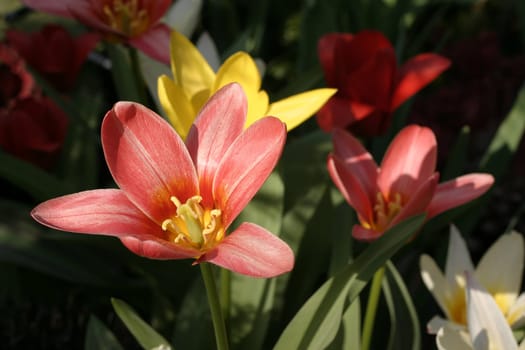 red lily