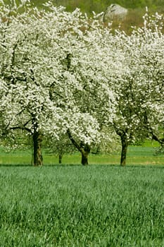 Fruit trees