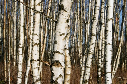 Birch forest