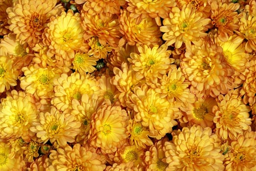 Chrysanthemum perennial in lush bloom