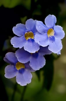 this flower in white,blue or yellow accompanies me every step of the way in Cameroon. I've rarely seen them here.... in Cameroon,it transforms paths,walls and houses into a blooming splendour...