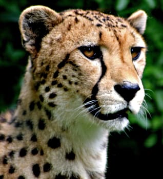 CheetahPortrait