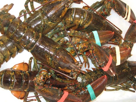 Lobster