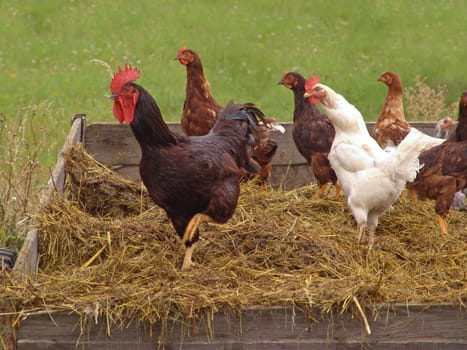Chickens on dung carts